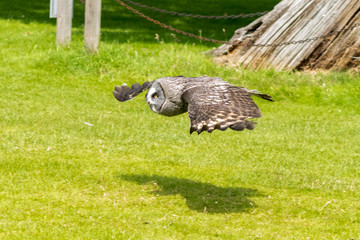 Great Grey Owl