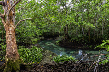 Fototapeta na wymiar Tha pom mangrove forest, Tha Pom Khlong Song Nam Emerald pool is unseen pool in mangrove forest at krabi, Krabi, Thailand