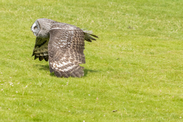 Great Grey Owl
