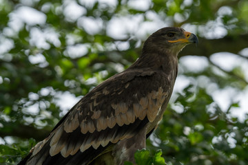 Golden Eagle