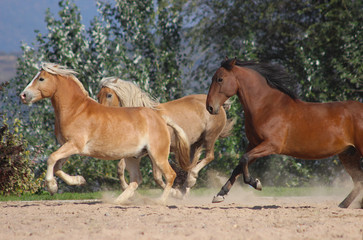 three horses of different breeds - the English thoroughbred and the haflinger gallop in the mountains at full speed
