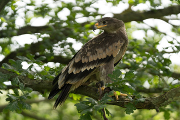 Golden Eagle