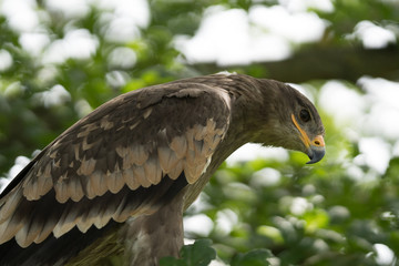 Golden Eagle