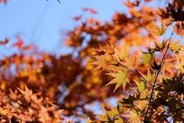 紅葉の風景