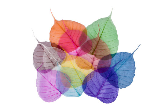 skeleton colorful leaves isolated on white background