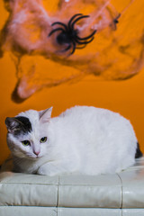 white cat on orange halloween background
