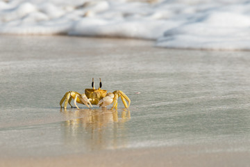 beach, crab, ocean