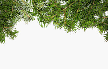 Obraz premium Branches of christmas tree on white background