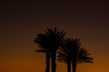 travel photography palm silhouette on sunset orange sky background tropic beautiful nature scenic...