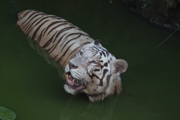 Fototapeta na wymiar Closeup Portrait shot of a White Tiger.white siberian tiger swimming. - Image