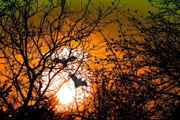 Horror concept image. Sunset through tree branches without leaves. Flying bats silhouettes as Halloween or vampire symbols