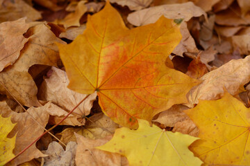 Fallen colorful leaves on the grass in the park. Autumn background.