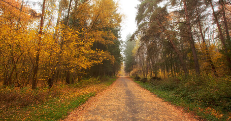 The beautiful avenue in the autumn park with a lot of trees and yellow leaves on the floor