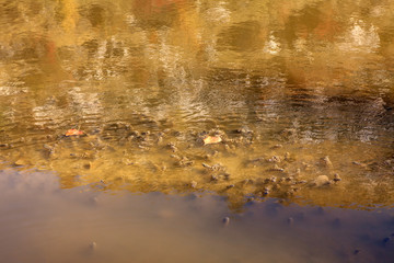 lake water surface with dry autumn leaves