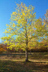 beautiful autumn day , tree with yellow leaves