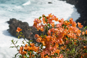 Bougainvillea  und Meer