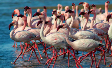 Wild african birds. Groupe of pink flamingo birds on the blue lagoone on a sunny day. Walvis bay, Namibia 