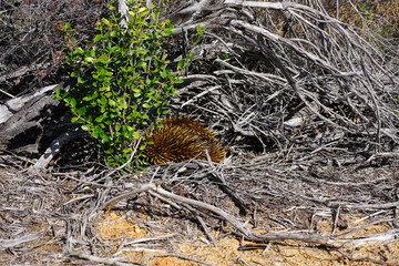 View of a wild echidna on the side of the road in Kalbarri National Park, Western Australia