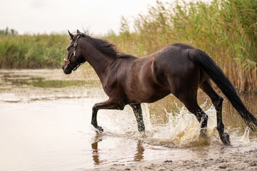 Obraz na płótnie Canvas Beautiful well-groomed dark horse for a walk by the lake. A horse runs on water. Strength and Beauty