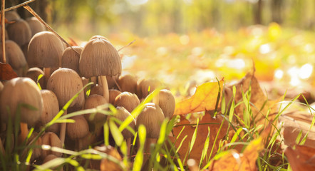 Close-up of little mushrooms in the autumn park. Autumn landscape with mushrooms grass and yellow leaves in park. Nature background