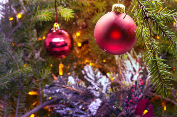 Fototapeta na wymiar Beautiful red balls hanging on a fir tree branch at Christmas.