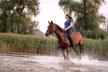 A young girl riding a horse on a shallow lake. A horse runs on water at sunset. Care and walk with...