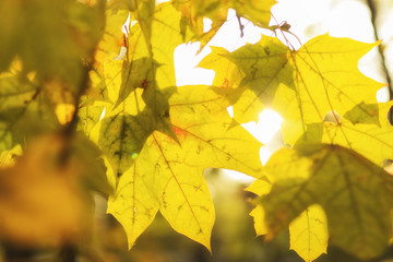 Yellow maple leaves in autumn forest, selective focus. Beautiful autumn landscape with yellow trees and sun. Colorful foliage in the park. Falling leaves natural background
