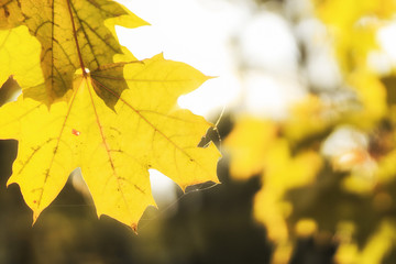 Yellow maple leaves in autumn forest, selective focus. Beautiful autumn landscape with yellow trees and sun. Colorful foliage in the park. Falling leaves natural background