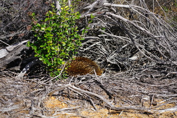View of a wild echidna on the side of the road in Kalbarri National Park, Western Australia
