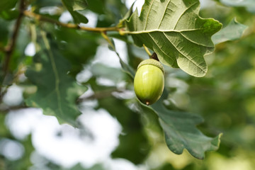 Green acorn on the oak closeup