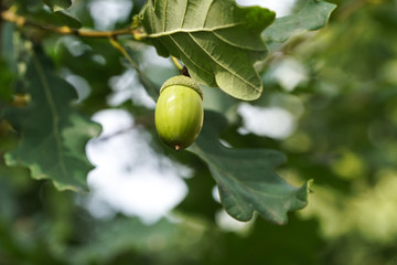 Fototapeta premium Green acorn on the oak closeup