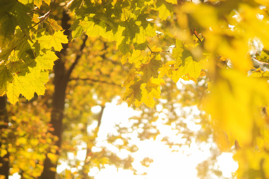 Yellow maple leaves in autumn forest, selective focus. Beautiful autumn landscape with yellow trees and sun. Colorful foliage in the park. Falling leaves natural background