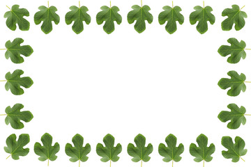 Frame of isolated fig leaves on white background - photo collage