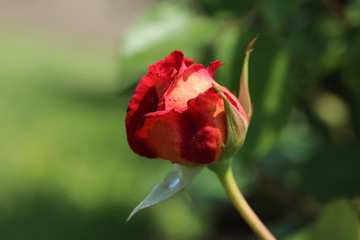 薔薇　ばら　クレオパトラ