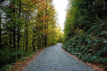forest road in autumn season  fallen leaves