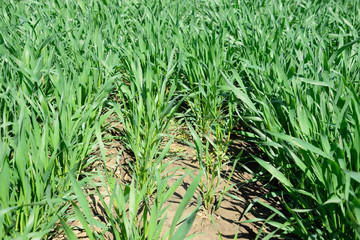 Stalks of young wheat in the field, winter wheat