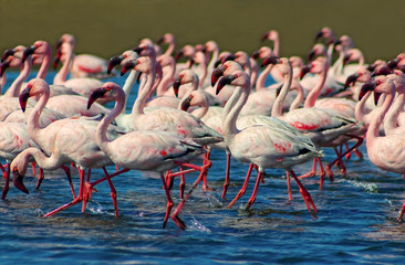 Wild african birds. Groupe of pink flamingo birds on the blue lagoone on a sunny day. Walvis bay,...