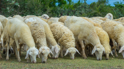 Naklejka na ściany i meble the sheeps in Ninh thuan provice - vietnam