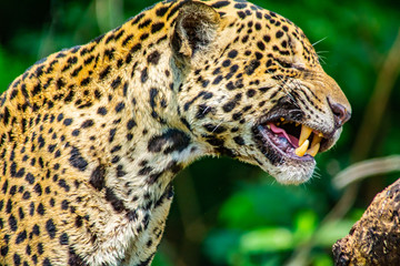 jaguar teeth