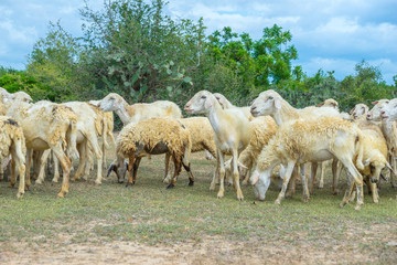 the sheeps in Ninh thuan provice - vietnam