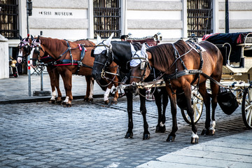 Horses harnessed to carriages riding tourists. Vienna. Austria