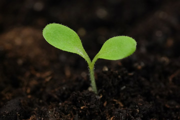 Small green sprout of a plant in the ground closeup