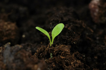 Small green sprout of a plant in the ground closeup