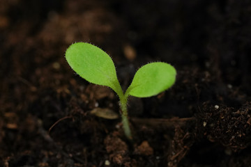Small green sprout of a plant in the ground closeup