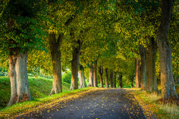 Allee Straße im Herbst - Bäume auf Insel Rügen