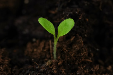 Small green sprout of a plant in the ground closeup