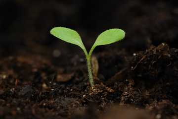 Small green sprout of a plant in the ground closeup
