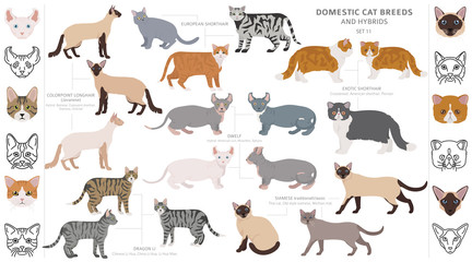 Domestic cat breeds and hybrids collection isolated on white. Flat style set. Different color and country of origin © a7880ss