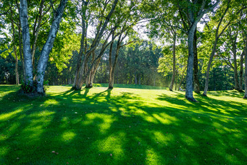 Obraz premium Golf Course with beautiful green field. Golf course with a rich green turf beautiful scenery.