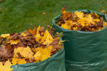 Maple leaves fallen in autumn are collected in a biodegradable bag and prepared for further...